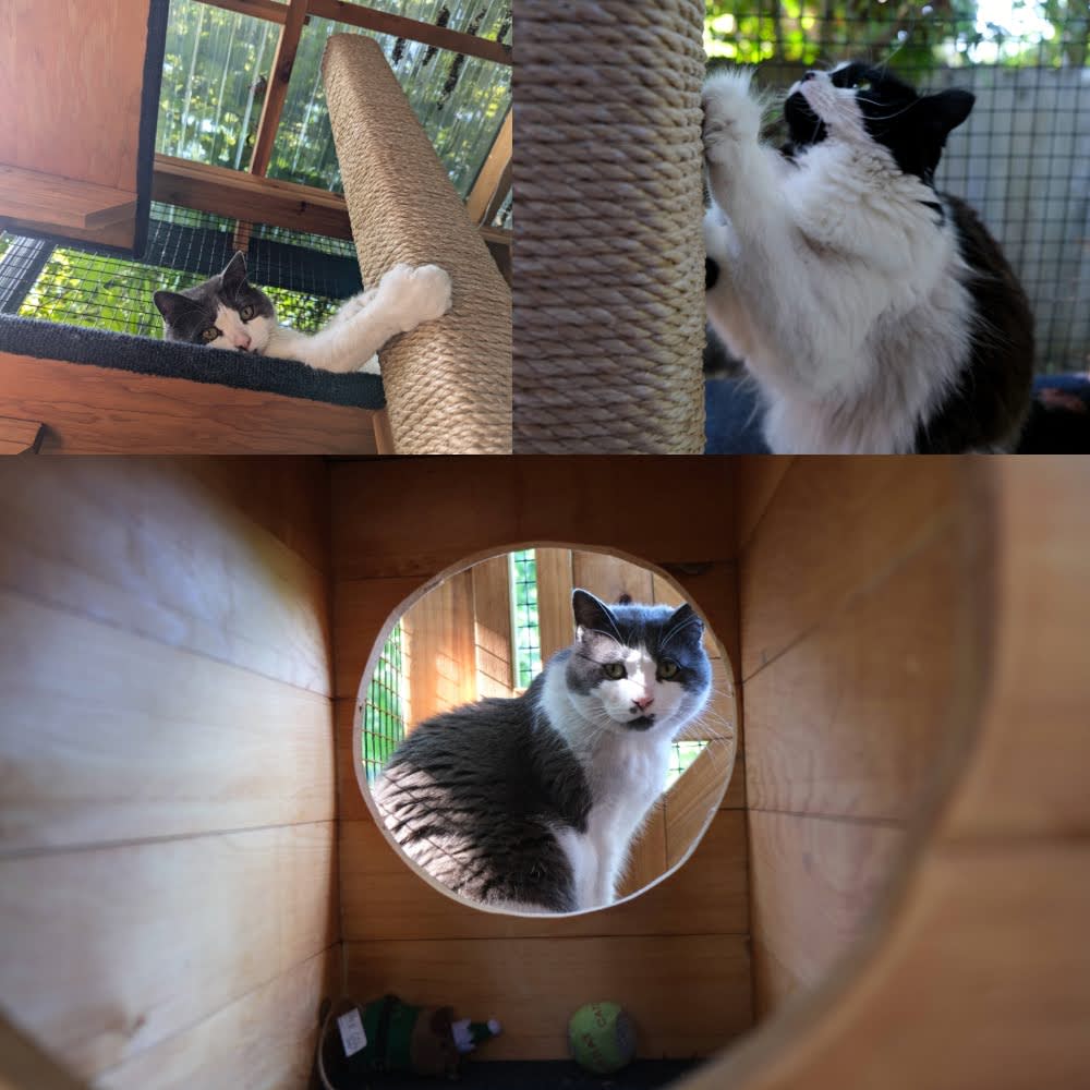 Collage of the kitties in their catio.