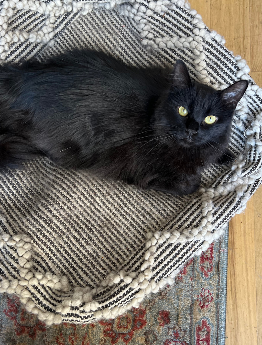 Adorable close-up of a black cat with bright green eyes, relaxing on a textured woven basket-style bed.