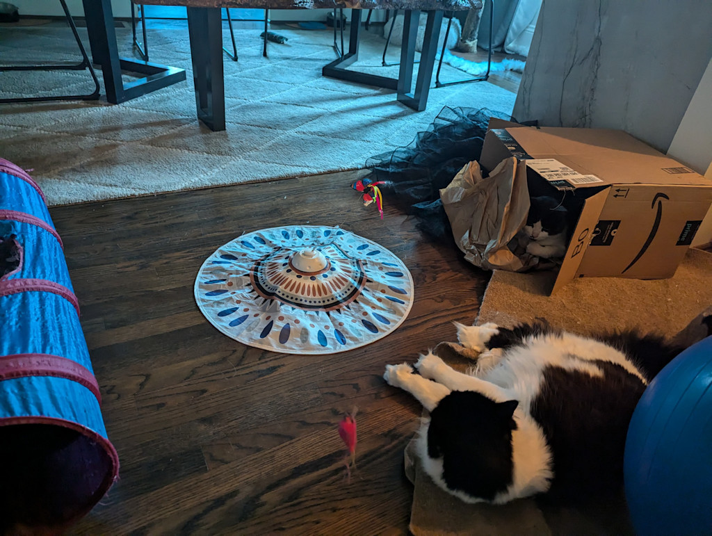 Atlas and Lyra hang out in the living room.