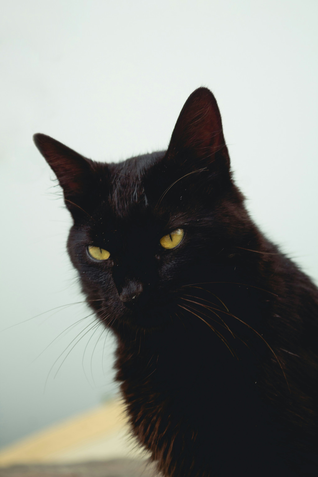 A portrait photo of a black cat that has an angry-looking expression