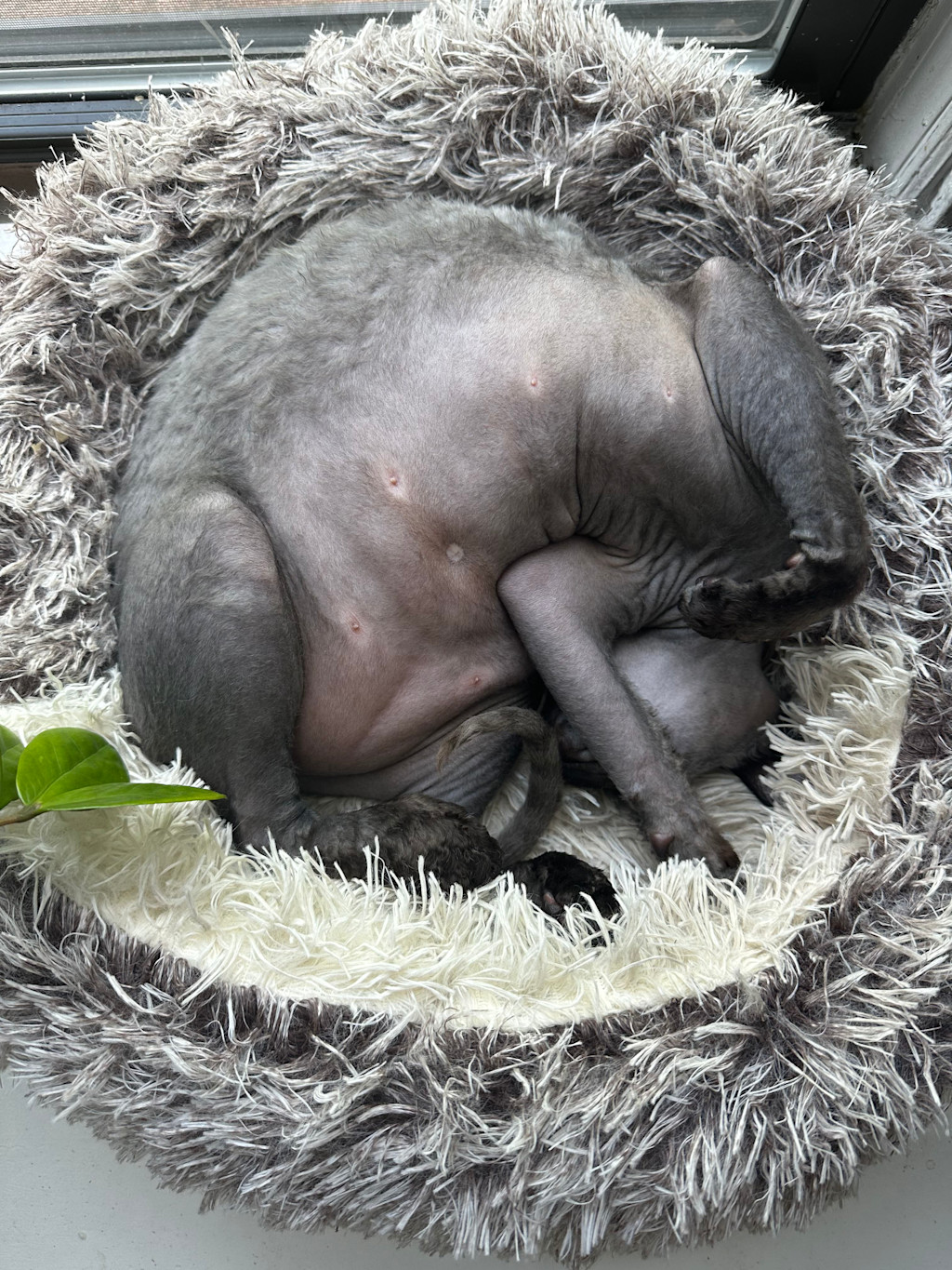 Norman snuggles on his back into his fluffy grey bed, near a closed window sill.