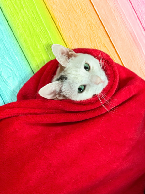 Luna's white head peeks out of the red blanket she's wrapped in, she appears relaxed and cozy. Her light green eyes and long whiskers pop against the red blanket and rainbow colored wooden floorboards.