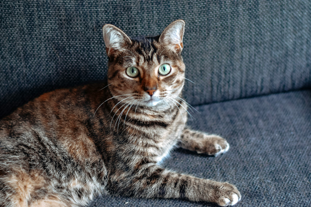The image shows a tabby cat with bright green eyes, lying on a dark grey couch. The cat has a mix of brown, black, and orange fur with distinct stripes, and its ears are perked up. Its front paws are resting on the couch while it gazes directly at the camera, with an alert and calm expression.