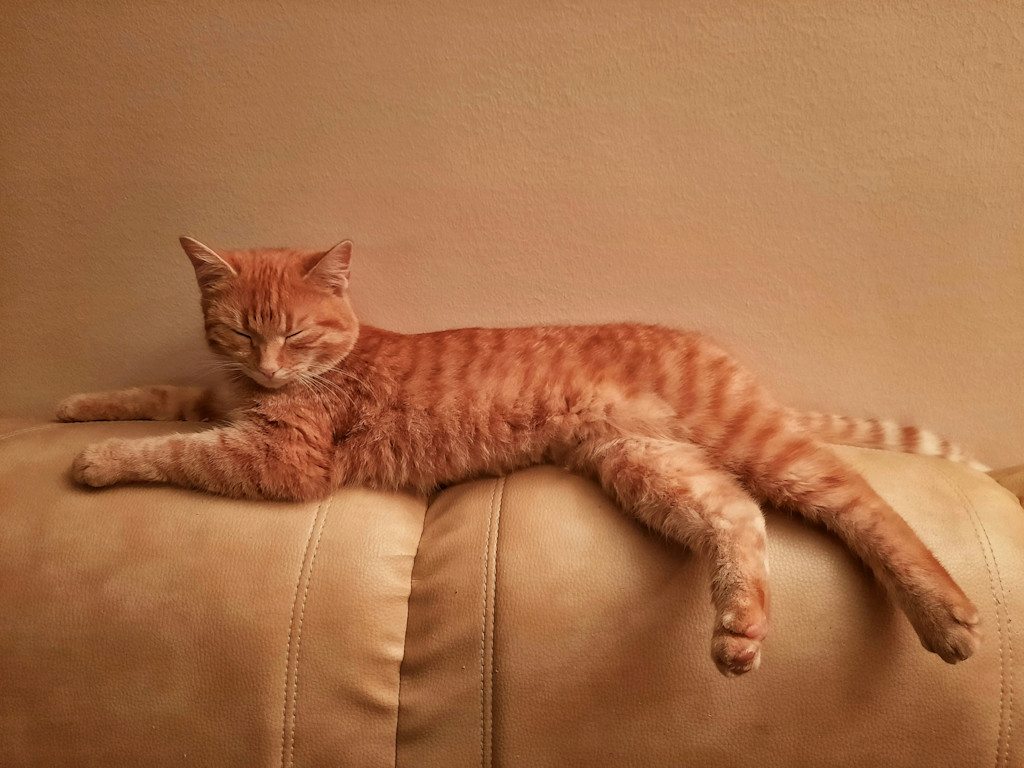 A relaxed orange tabby cat with light stripes is lying on top of a beige sofa. The cat's body is fully stretched out along the length of the sofa’s backrest. Its eyes are closed, and it appears to be sleeping peacefully. The cat's front legs are extended straight in front of it, while its back legs hang loosely over the edge of the sofa, with the paws resting on the sofa’s surface. The background is a plain wall that matches the beige tones of the sofa, creating a warm, cozy atmosphere.