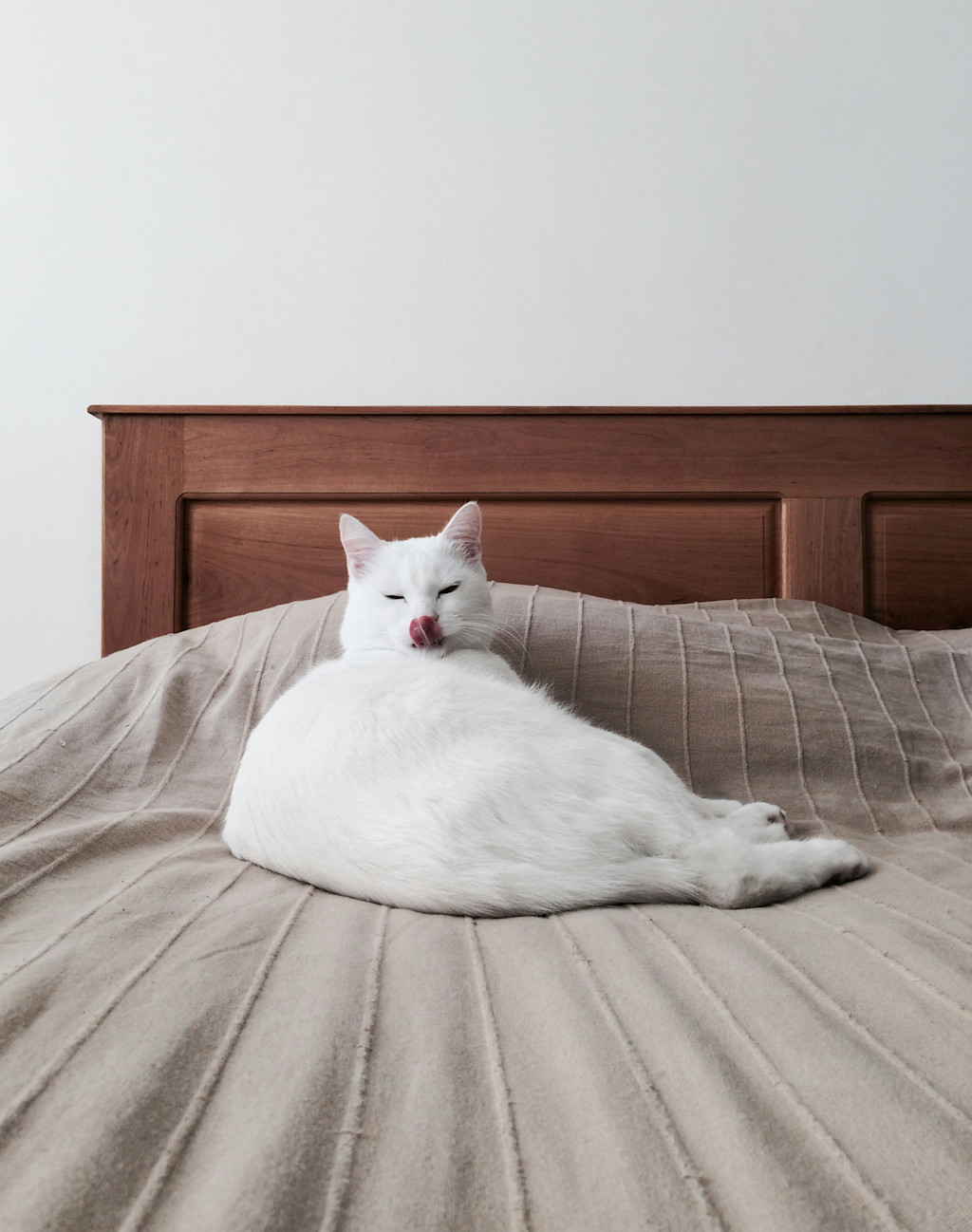 A white lays leisurely on a bed with their tongue out.