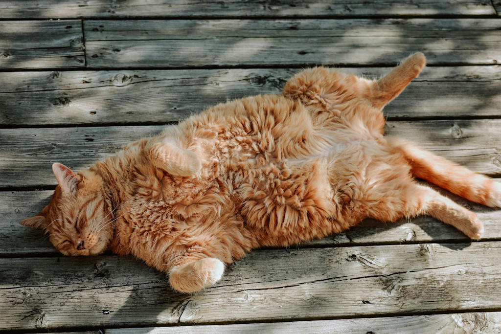 The image shows a large orange tabby cat lying on its back on a wooden deck, basking in the sunlight. The cat's fur is fluffy, with distinct orange stripes, and its belly is fully exposed, suggesting it's relaxed and comfortable. Its eyes are closed, and its legs are spread out in a carefree manner, with the front paws loosely bent. Dappled sunlight filters through some nearby object, casting soft shadows across the deck and the cat, enhancing the peaceful and serene atmosphere of the scene.