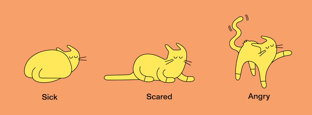 This image features three cartoon-like yellow cats set against a peach-colored background, each representing different moods:
Sick: The cat is curled into a tight ball, with its head tucked down and its body compact. Its eyes are closed, and it appears to be lethargic, suggesting illness or discomfort.
Scared: The cat is crouching low to the ground, its body tense and tail close to the ground. The cat's eyes are closed, indicating fear or nervousness.
Angry: The cat is standing with its back arched and tail raised in the air. Its front paw is lifted, and lines above its tail indicate it is lashing. The cat's expression suggests anger or aggression.
Each pose is labeled beneath the cat to describe the emotional state.