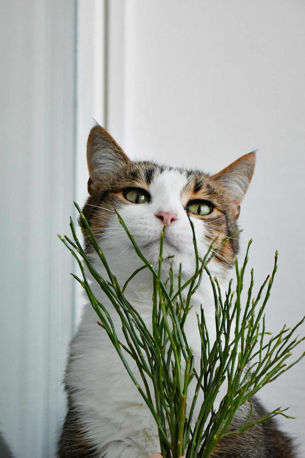 White and brown cat standing contently behind a plant