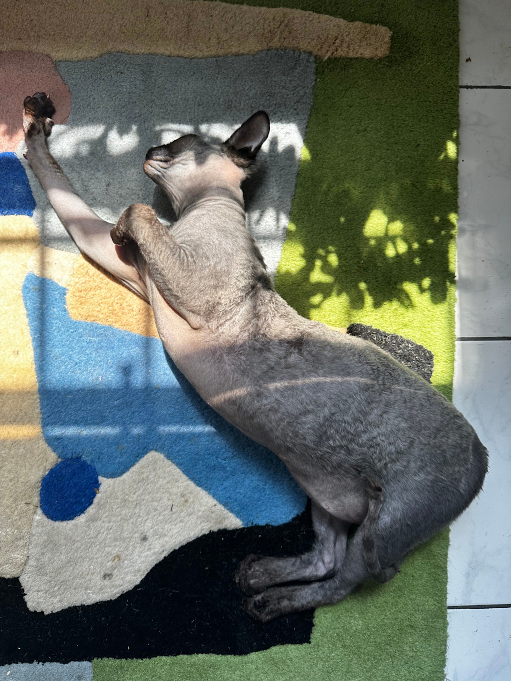 Norman is lying on his side on a colorful kitchen mat. He is stretched out with his front paw extended forward. Morning sunlight filters through nearby foliage, casting dappled shadows on Norman and the mat, creating a peaceful and relaxed scene.