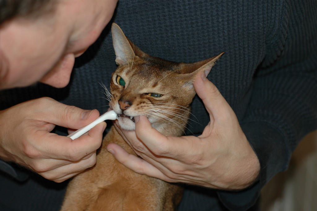 A person is gently brushing a cat’s teeth using a small, white toothbrush. The cat, with short brown fur and large ears, looks slightly squinted and appears to tolerate the process. One of the person's hands is holding the cat’s head steady, while the other hand is carefully brushing the cat’s front teeth. The person wears a dark, textured sweater, and their face is partially visible, focused on the task.
