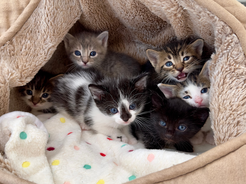 The image shows a group of six adorable kittens nestled together in a cozy, beige-colored pet bed or cat cave. The bed appears to be made of soft, plush material, providing a warm and comfortable environment for the kittens.
The kittens are of various colors and patterns:
1. A gray tabby kitten
2. A black and white tuxedo kitten
3. A brown tabby kitten
4. A solid black kitten
5. A white kitten with some markings
6. Another tabby kitten (partially visible)
The kittens are huddled close together, with some of their bodies overlapping. They all appear to be young, probably only a few weeks old, with big, bright blue eyes that are characteristic of young kittens.
One of the kittens, the brown tabby, has its mouth open slightly as if meowing or yawning. The others are looking towards the camera with alert, curious expressions.
At the bottom of the image, there's a white blanket or fabric with colorful polka dots in various pastel shades like yellow, green, and red. This adds a cheerful touch to the already heartwarming scene.
The overall image conveys a sense of warmth, comfort, and the adorable nature of a litter of kittens in their safe, cozy space.