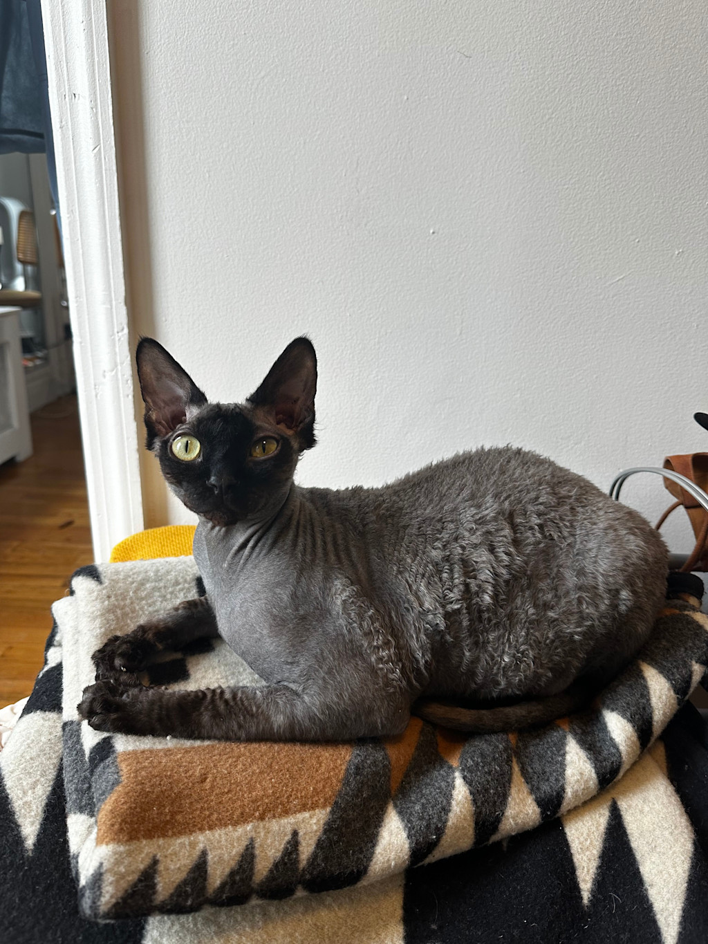 Norman is laying down on his belly with his front paws extended forward, on a folded brown, black, and white patterned blanket.