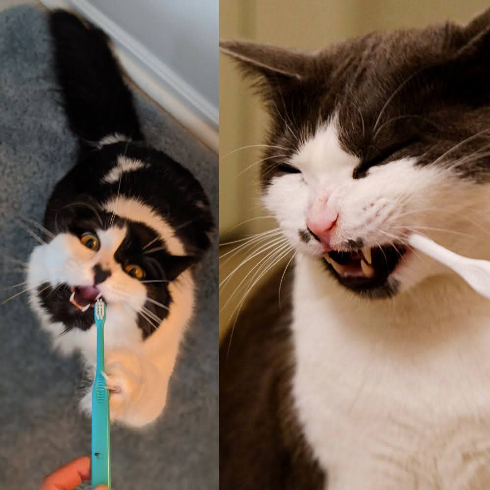 Atlas and Lyra pose politely while getting their teeth brushed.