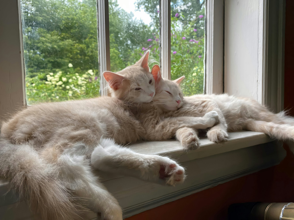 The image shows two light cream-colored, long-haired cats resting together on a windowsill. One cat is lying with its head resting gently on the other's back, their bodies pressed closely in a relaxed, affectionate pose. Both cats have their eyes partially closed, as if they are peacefully napping. The window behind them offers a view of a lush, green garden with flowering plants and trees, giving a serene and cozy atmosphere. Sunlight softly illuminates the scene, highlighting the fluffy fur of the cats and the greenery outside. The mood is calm and intimate, reflecting a peaceful moment of rest.