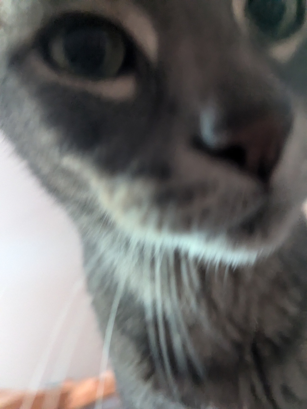 This image is a close-up, blurry photograph of a cat's face. The cat's nose and whiskers are prominently visible in the foreground, with one large eye taking up much of the upper left of the frame. The cat's fur appears to be gray with darker markings.