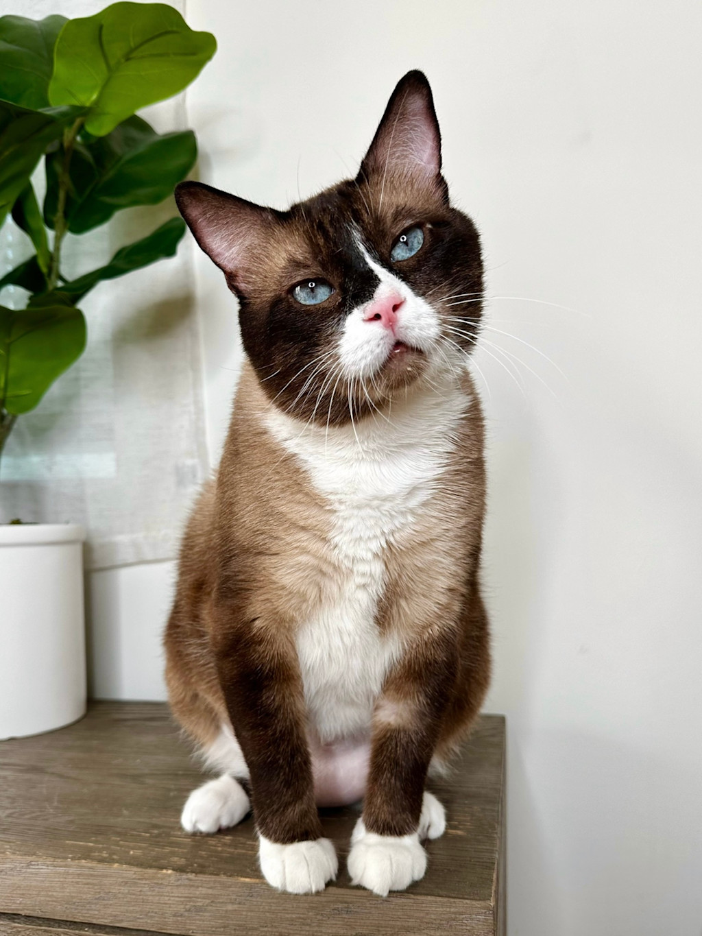 The image features a Siamese cat with striking blue eyes sitting on a wooden surface. The cat has a dark brown face with a distinctive white muzzle, a pink nose, and white whiskers. Its fur is a mix of cream and chocolate brown, with white paws and a white chest. The cat has an alert but calm expression, tilting its head slightly to the side. In the background, there is a green potted plant with broad leaves, adding a touch of greenery to the setting. The overall ambiance is warm and homey, with the cat as the focal point.