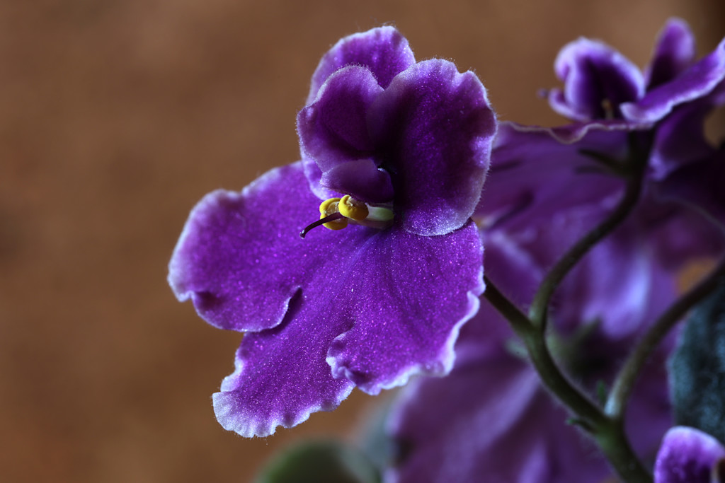 Close up of dark purple petals with a lavender border and a tiny yellow center.