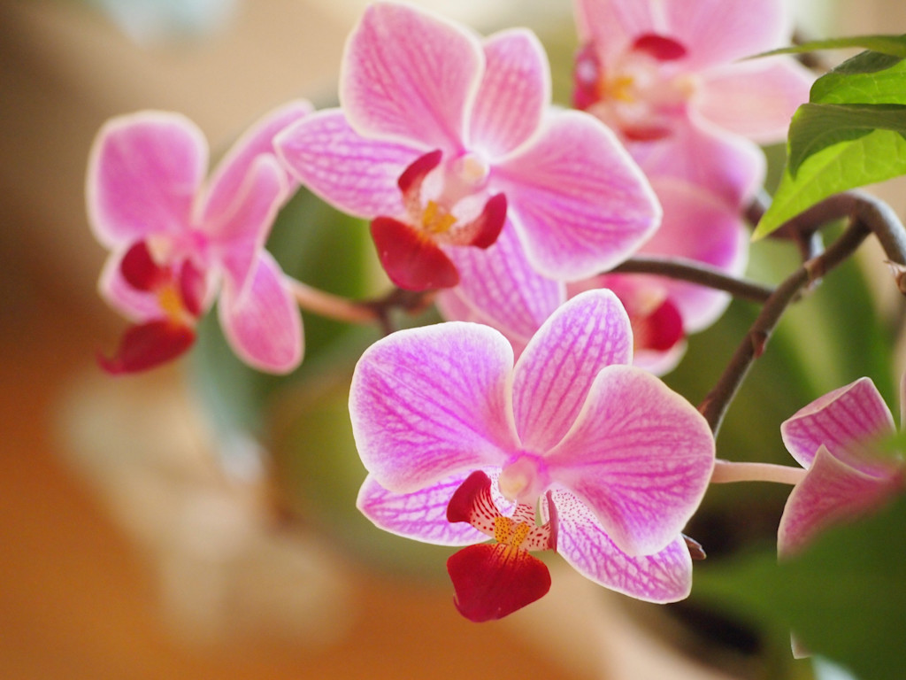 Cluster of light pink orchid flowers with red inner petals on a branch.