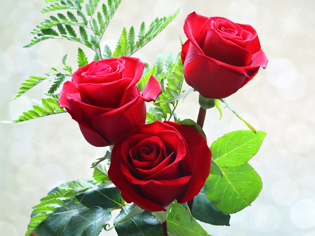 Aerial view of three red roses in a vase surrounded by their green leaves.