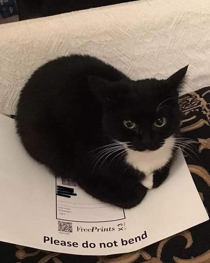 A black and white tuxedo cat is sitting directly on top of a white envelope or mailer marked 'Please do not bend' at the bottom. The cat has bright eyes and is looking at the camera with a seemingly innocent expression, creating humorous irony since cats are known for sitting on things regardless of instructions. The cat's black fur contrasts sharply with both its white chest marking and the white envelope beneath it. The image appears to be taken on what looks like a light-colored bedspread or furniture with a dark patterned fabric visible at the edge.