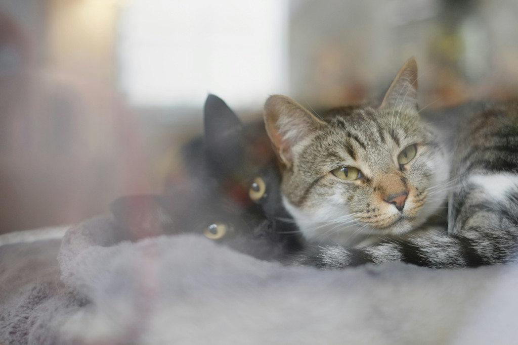 The image shows two cats lying closely together, their faces almost touching. In the foreground is a gray tabby cat with yellow eyes, its body relaxed and resting on a soft surface. Behind it, a black cat with wide, bright yellow eyes peeks out, partially hidden by the tabby. The two cats appear to be snuggled together on a cozy blanket, giving the scene a warm and comforting feel. The image is soft and slightly hazy, adding to the sense of calm and intimacy between the two cats. The background is blurred, keeping the focus on the resting cats.