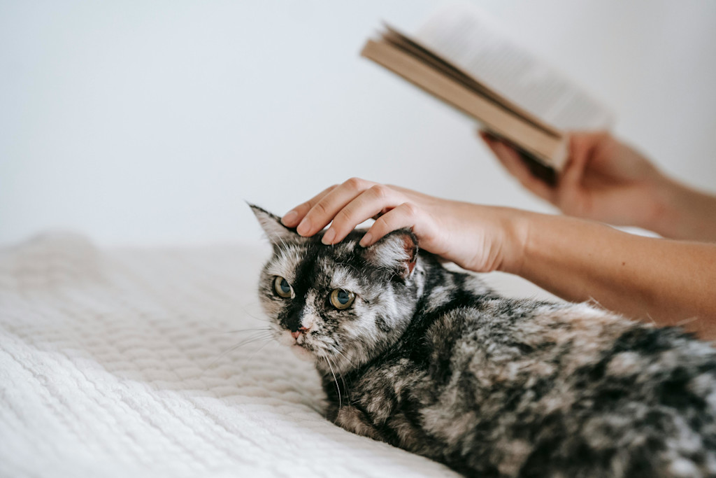 A black and grey marbled cat rests on a white bedspread while a woman strokes their head. The woman is reading a paperback book.