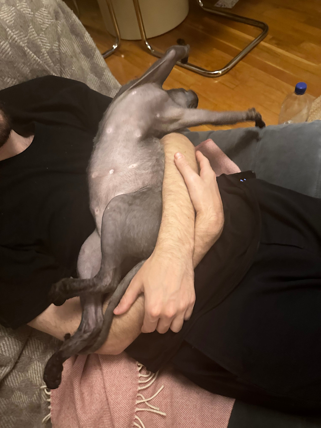 Norman is stretched out backwards while being cradled on Hannah's boyfriends lap. His arms are fully extended back exposing his semi-fuzzy light grey tummy.