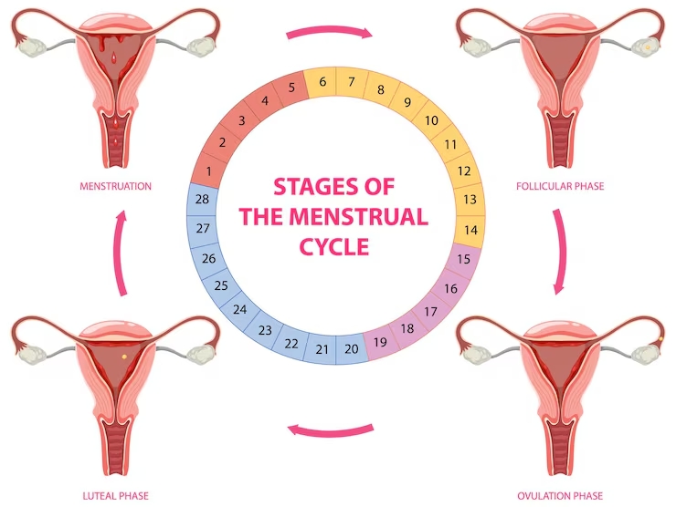 stages-menstrual-cycle 1308-132929