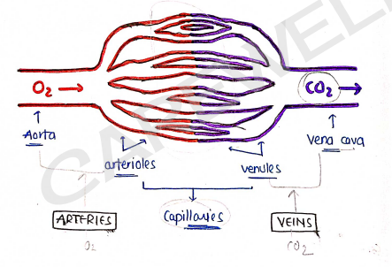 Screenshot 2026-02-11 212606