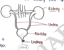 Screenshot 2026-03-12 174929