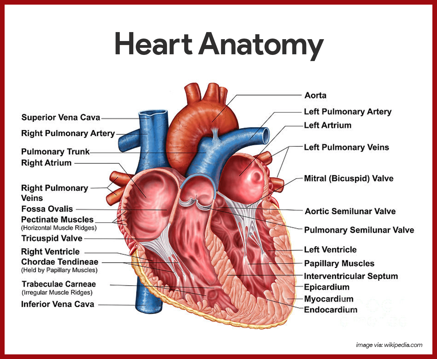 Heart-Anatomy-Cardiovascular-System-Anatomy-Charts