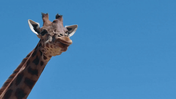 Clipchamp Create example of stock footage