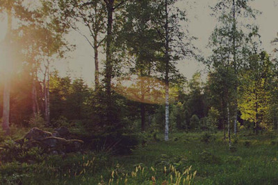 En grön skog
