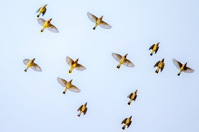 Principles of Decentralization
