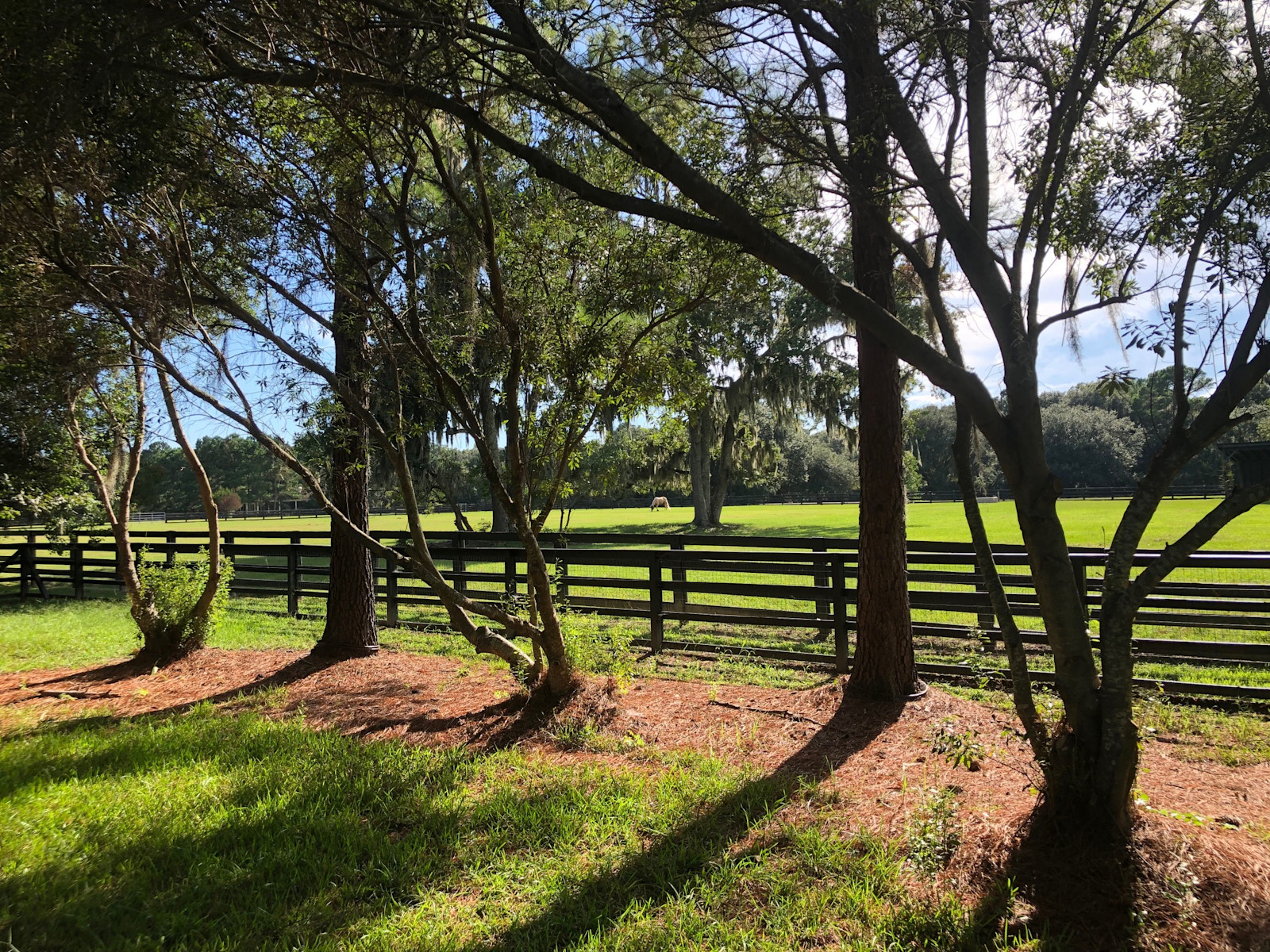 paddock view