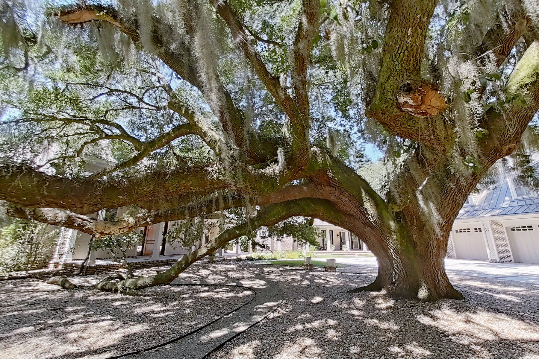 live oak