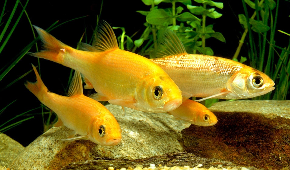 Quels Poissons Choisir Pour Mon Bassin De Jardin Jardiland