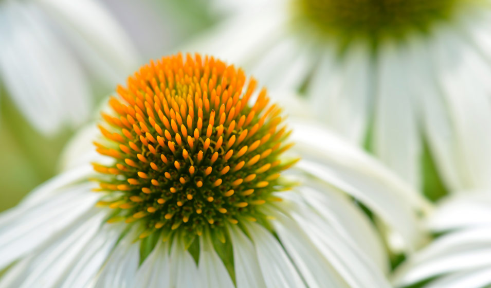 Chinac E Ou Rudbeckia Plantation Culture Et Entretien Jardiland