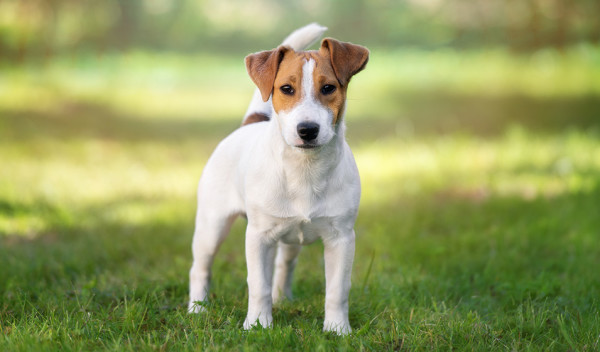 Tout Savoir Sur Le Jack Russel Gamm Vert