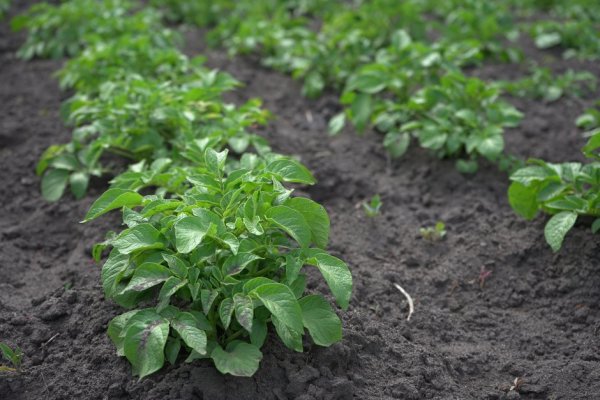 Désherber autour des pommes de terre Gamm vert