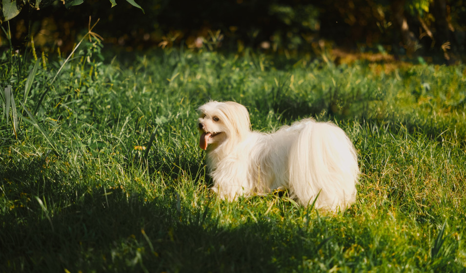 Bichon Maltais Caract Re Sant Et Alimentation Jardiland