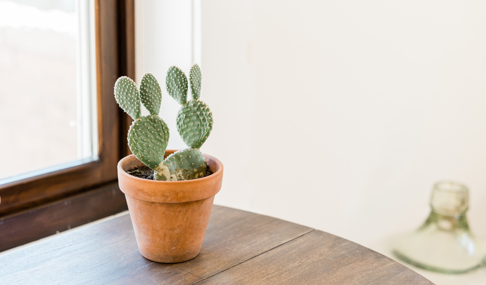 Cómo se cuidan los cactus y las suculentas Jardiland