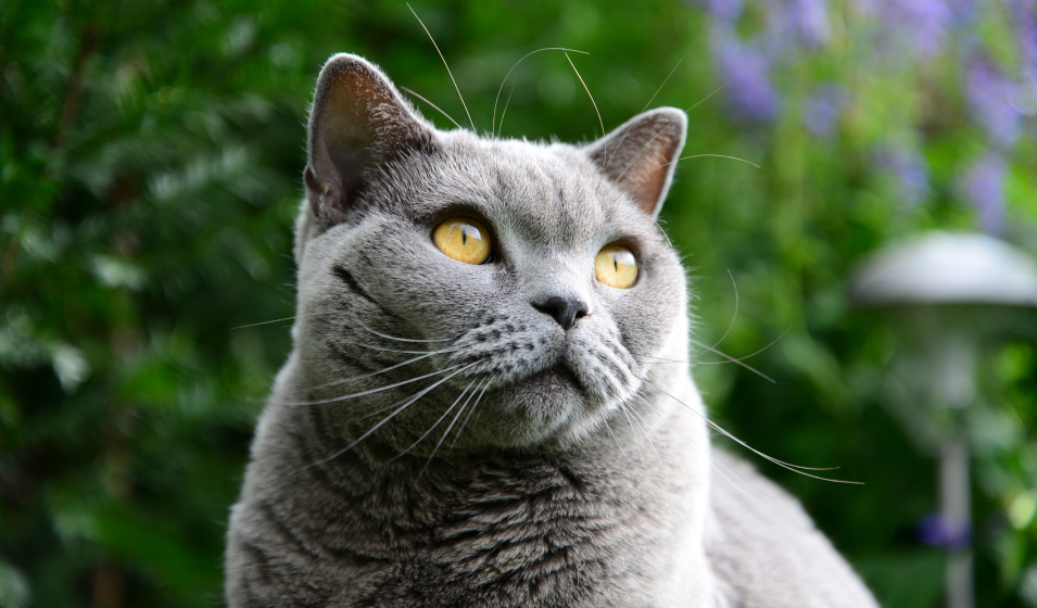 British shorthair caractère éducation et entretien Jardiland