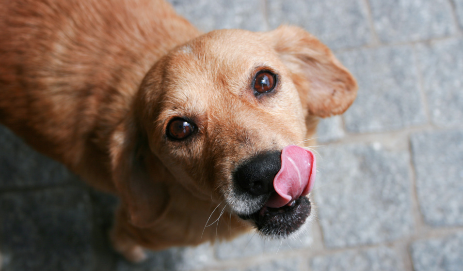 Comment Bien Faire La Transition De Croquettes De Mon Chien Jardiland