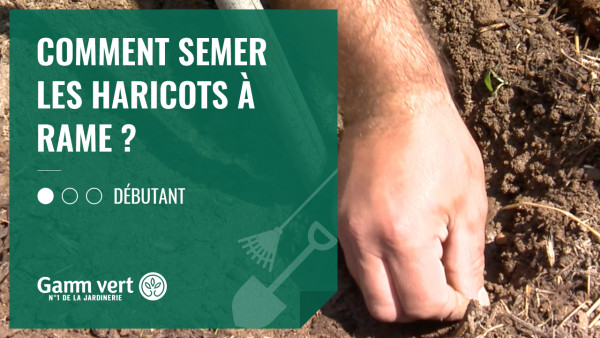 Comment Semer Les Haricots Rames Gamm Vert