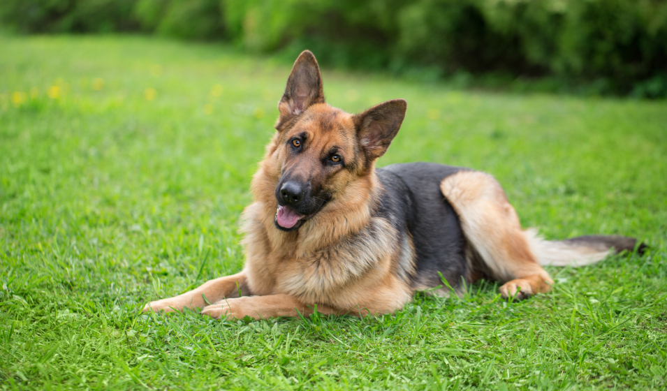 5 conseils pour réduire l aboiement d un chien Jardiland