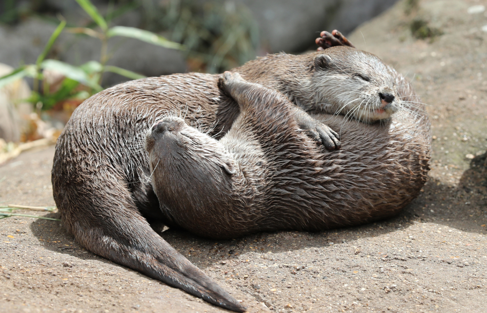 Faits M Connus Sur La Loutre D Europe Jardiland