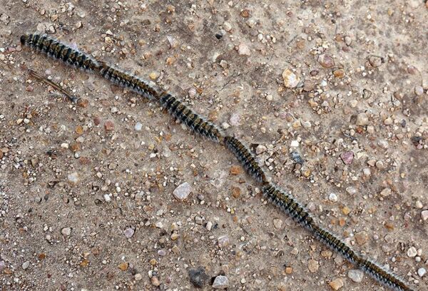 Les Dangers De La Chenille Processionnaire Gamm Vert