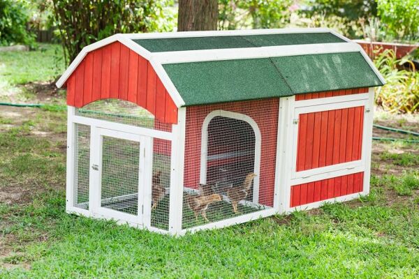 Installer Le Poulailler Au Jardin Gamm Vert