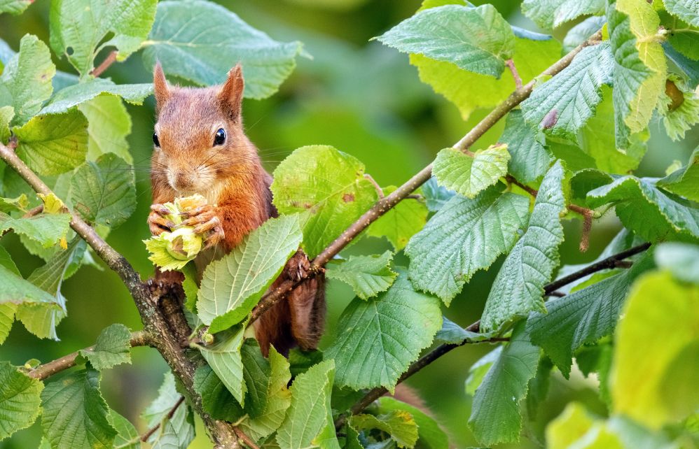 7 astuces pour attirer un écureuil dans son jardin Jardiland